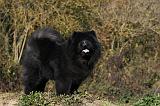 CHOW CHOW 436